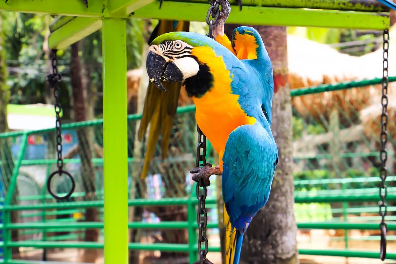 jaco parrot prices pet shop