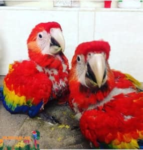 Satılık Yavru Macaw Papağanı