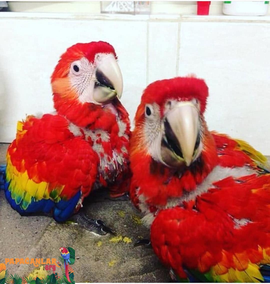 Satılık Yavru Macaw Papağanı