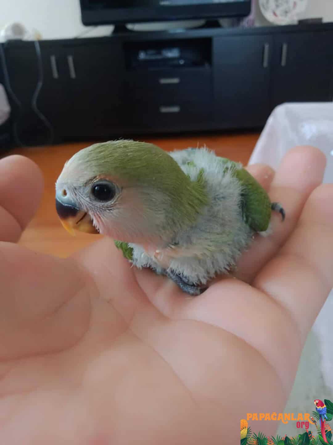 love parrot prices