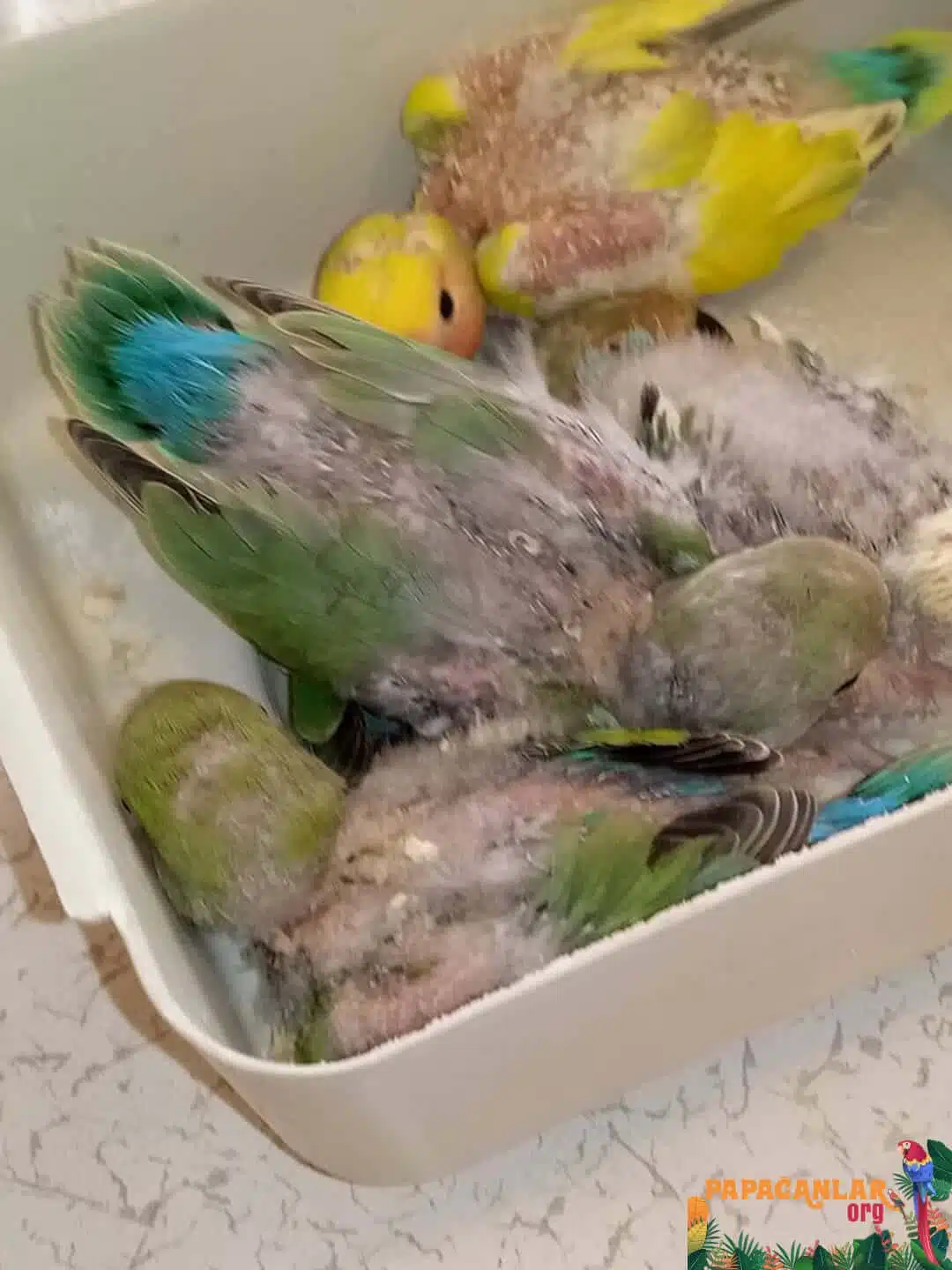 love parrot prices pet shop