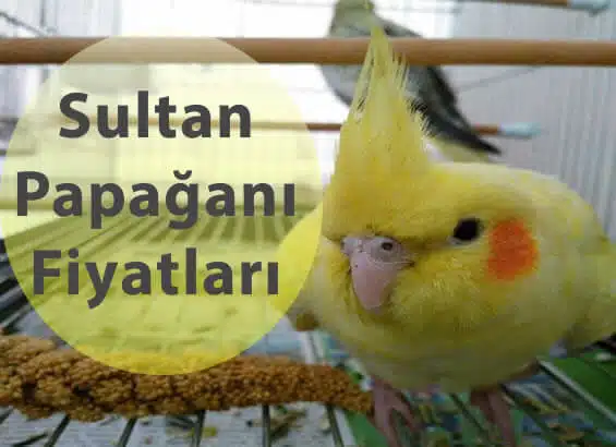 sultan papağanı fiyat