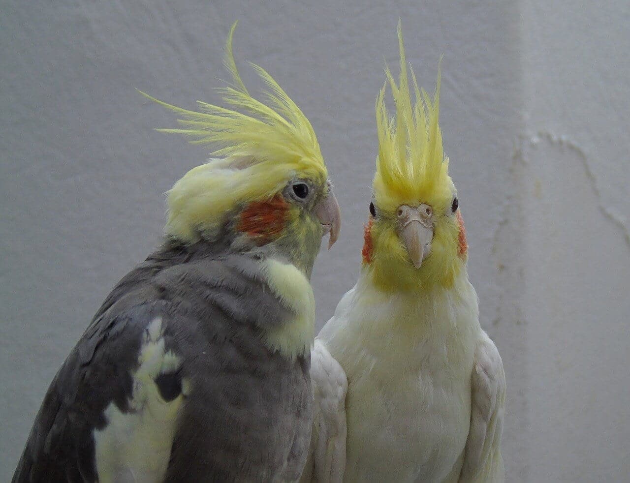 Cockatiel parrot prices from owner