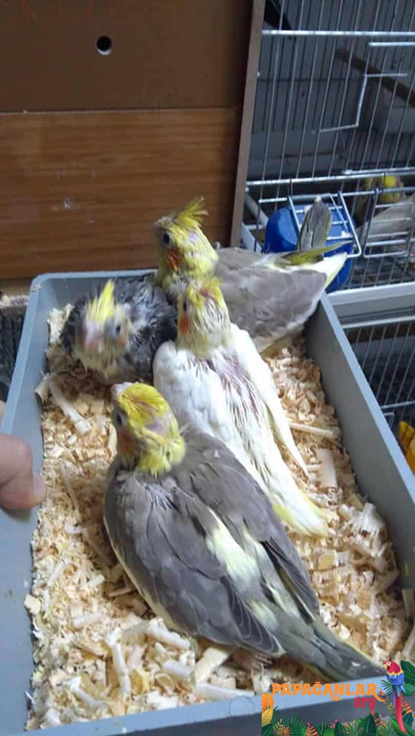 Nymphensittich Papagei zu verkaufen vom Besitzer
