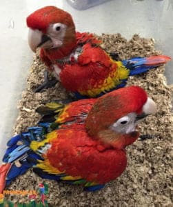 Yavru Ara Macaw Fiyatları