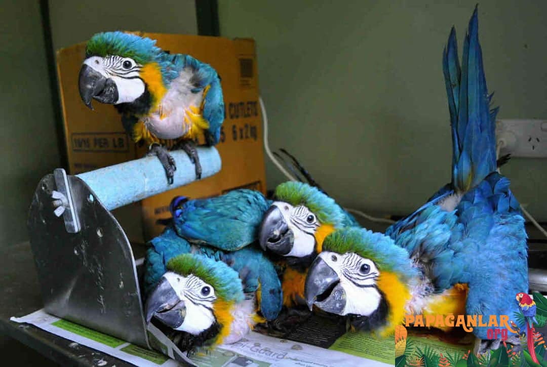 Baby Ara Macaw Parrot