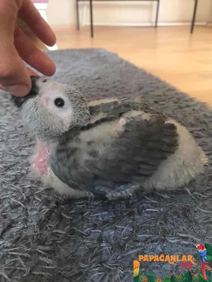 baby African Grey Parrot prices