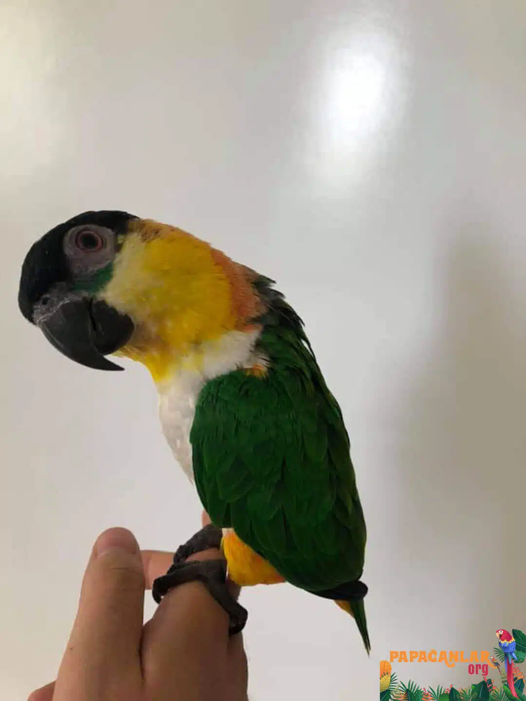 where can i find caique parrot