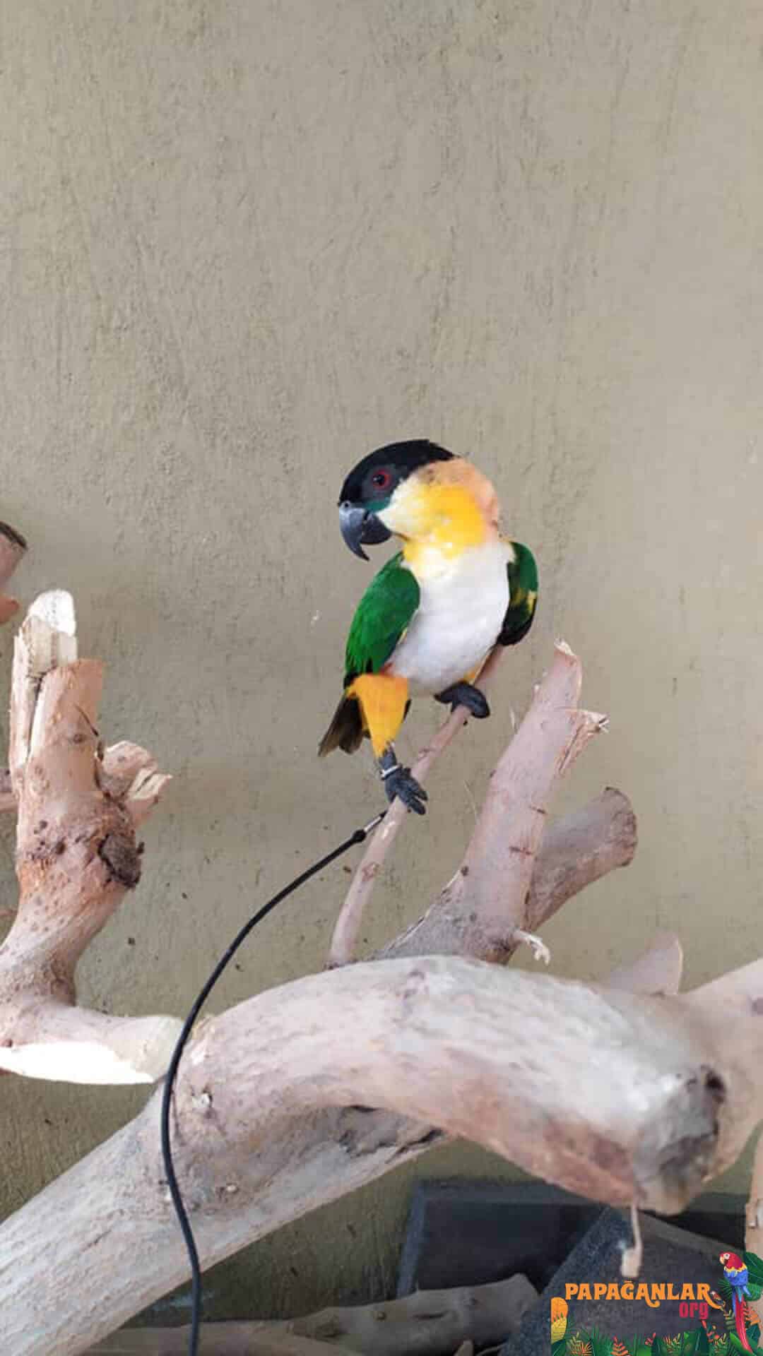 caique Papagei vom Besitzer