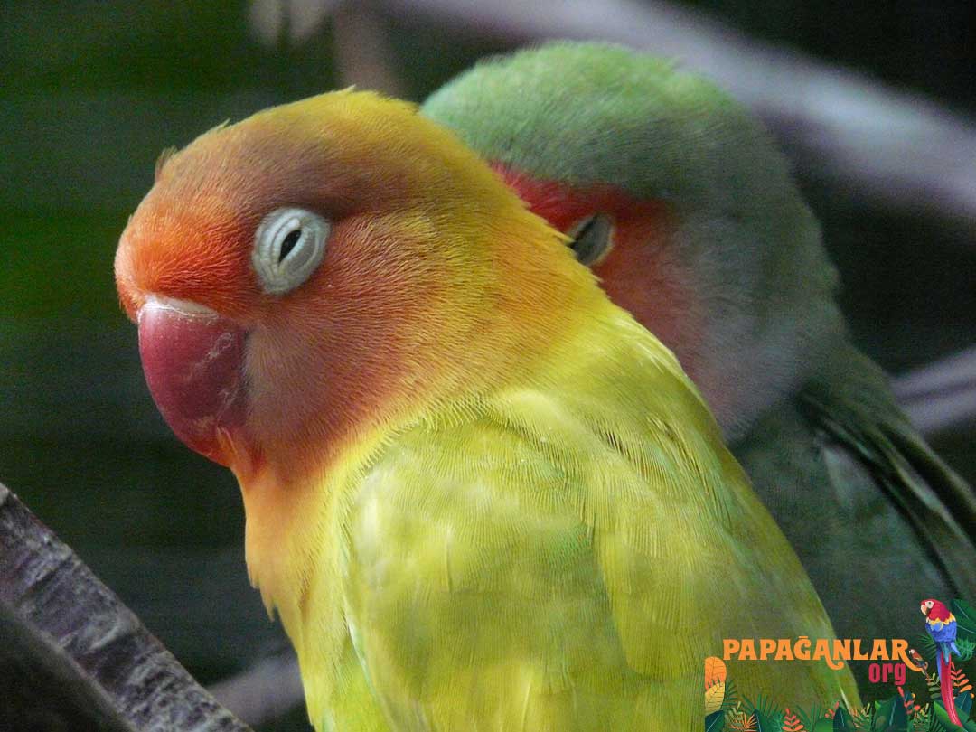 Lovebird Parrot Prices