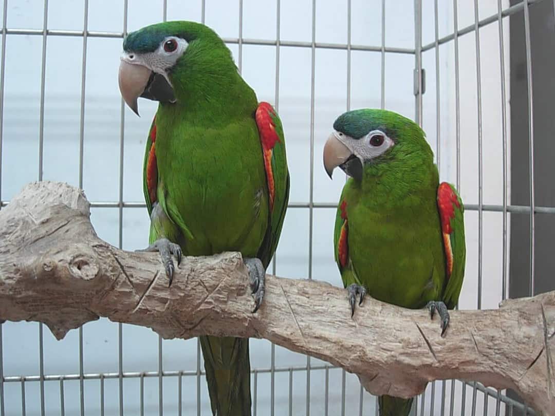 Zwerg-Zwischenara Papageienmerkmale
