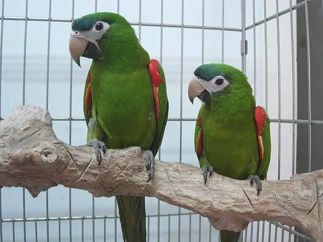 cüce ara macaw papağanı özellikleri