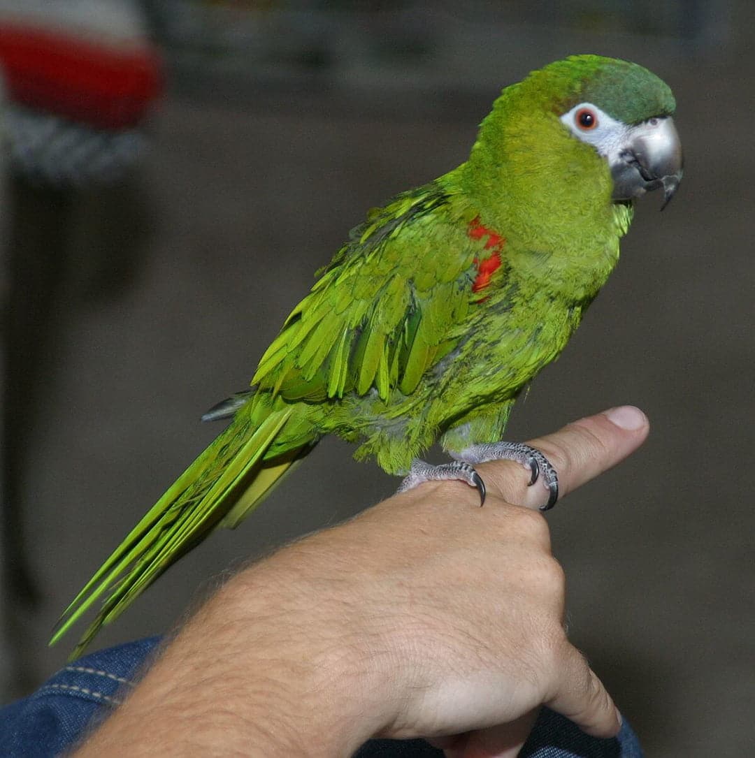 dwarf macaw price