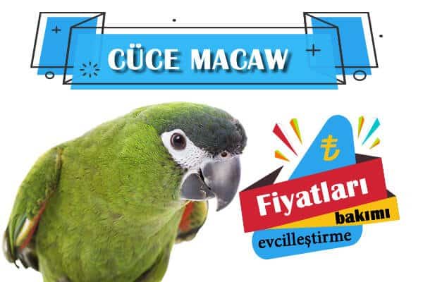 Cüce Macaw Fiyat
