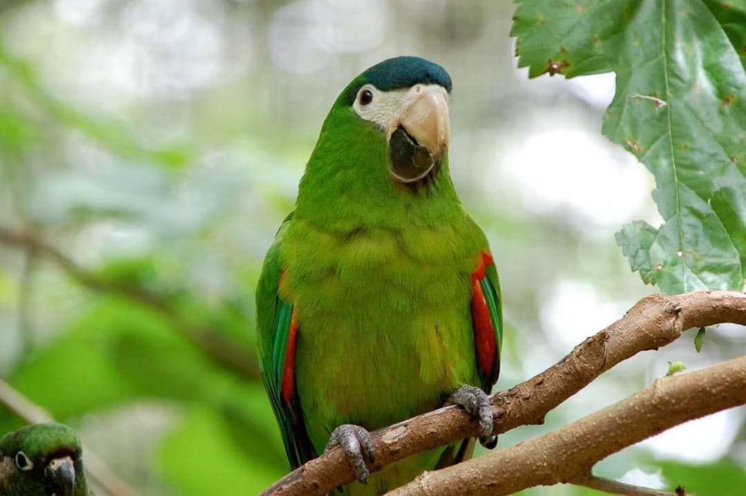 dwarf macaw features