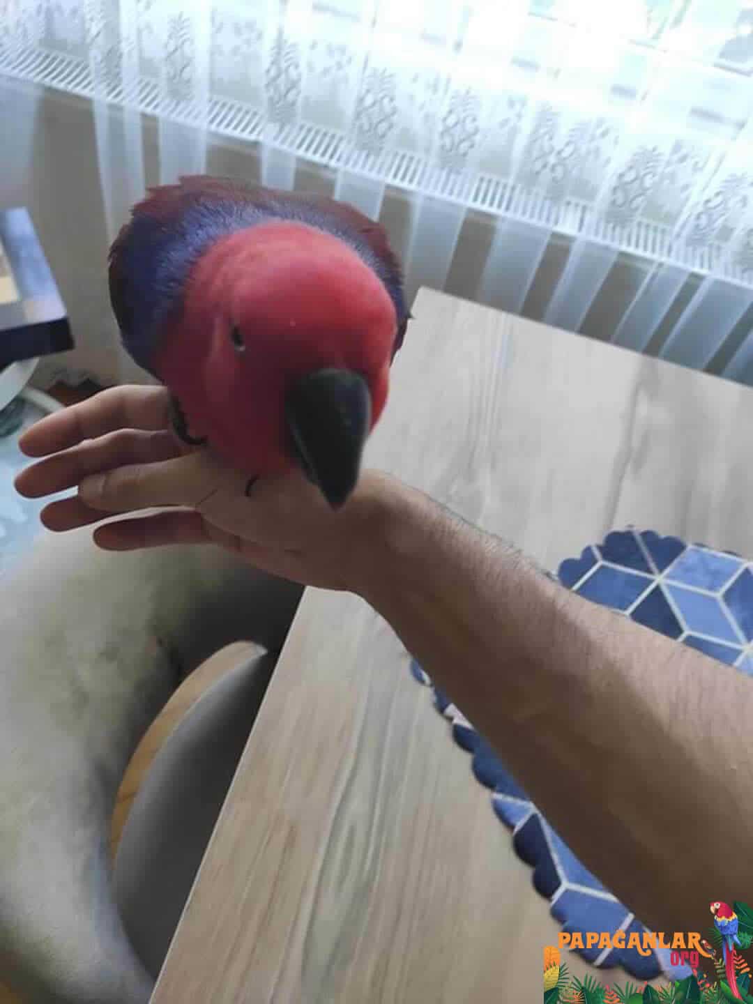 eclectus parrot prices