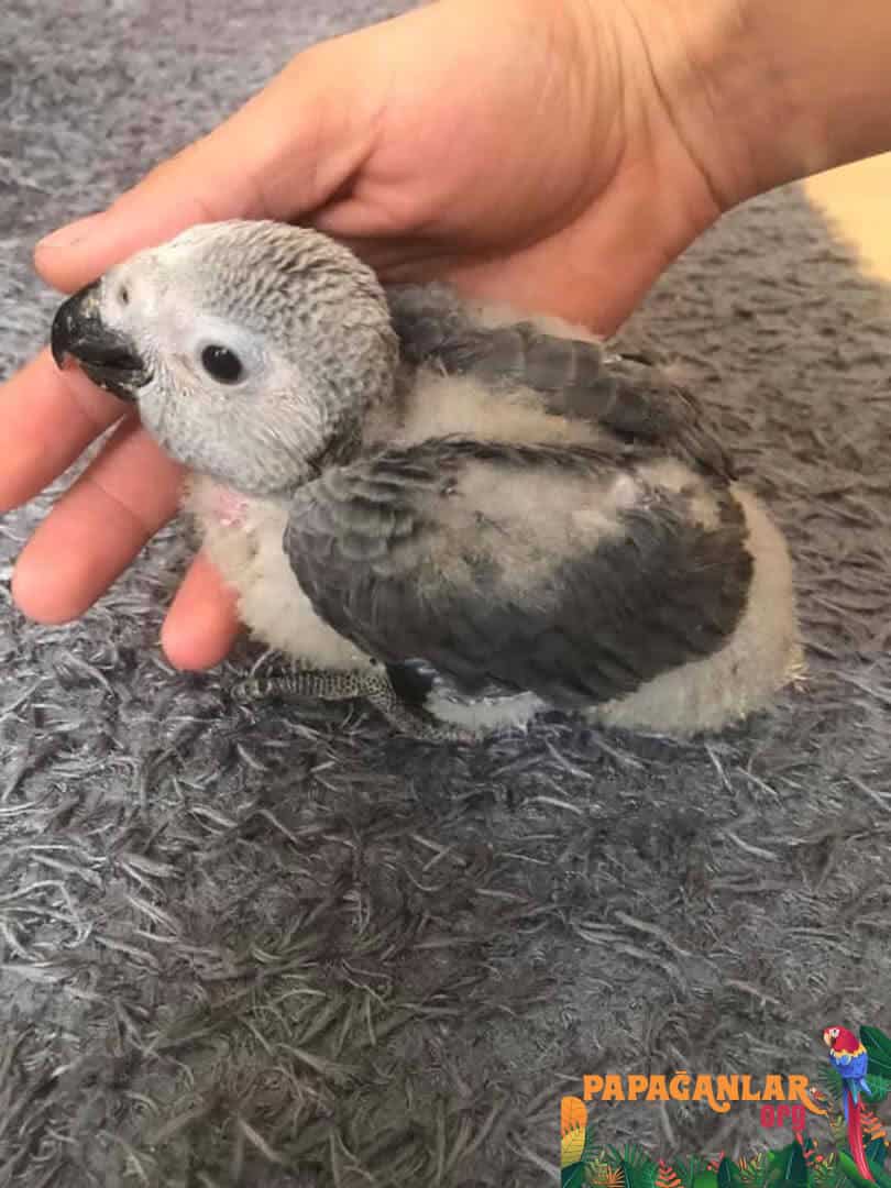 African Grey Parrot puppies prices