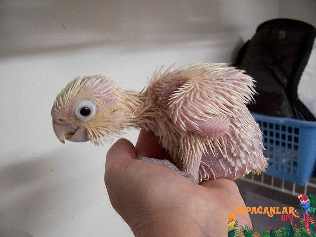 Cockatoo Parrot Baby