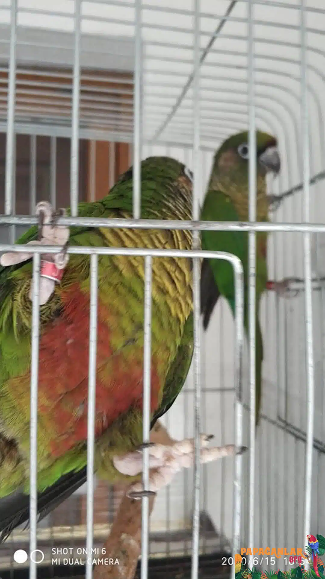 types of Conure parrot