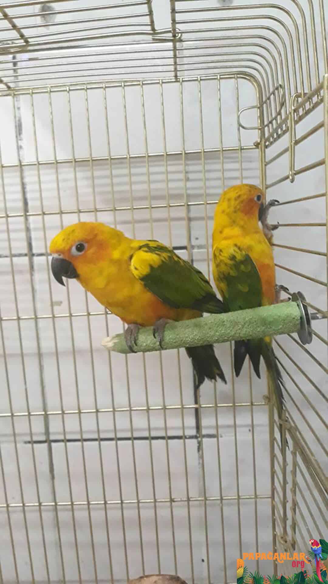 Conure parrot gender discrimination