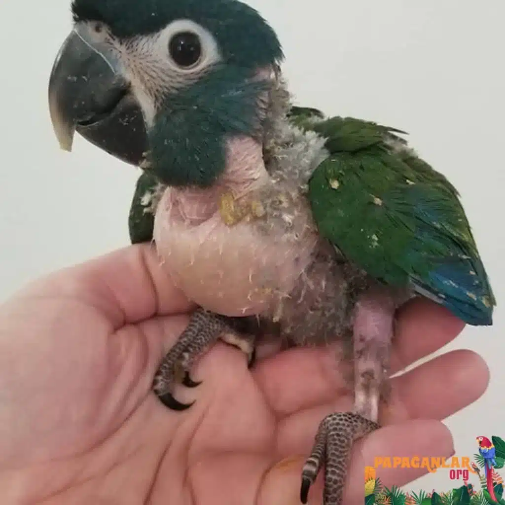 Macaw Papağanı Satılık Yavru