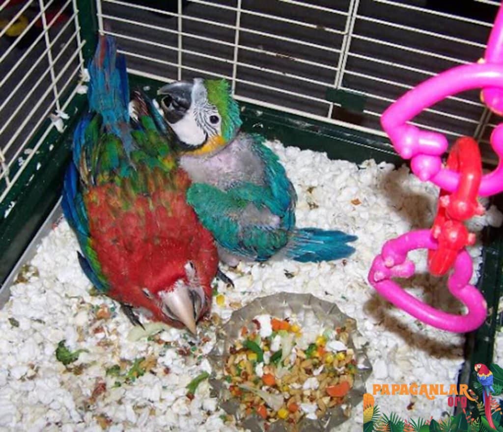 Macaw Papağanı Yavru Fiyatları