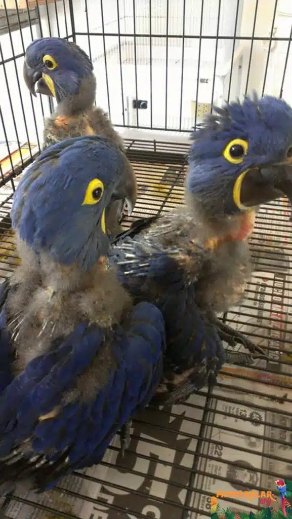 Macaw Papağanı Yavrusu Satılık