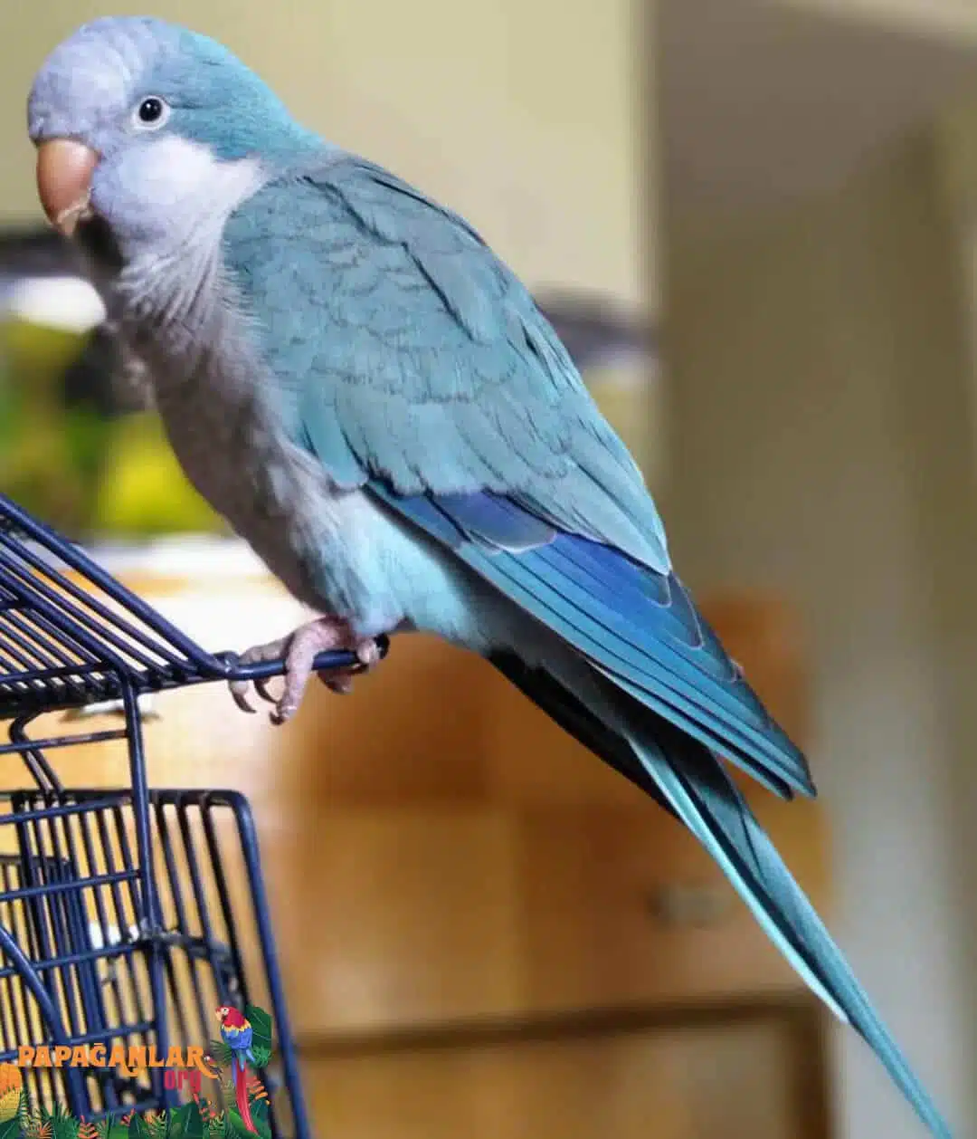 mavi mutasyon monk papağanı fiyatları