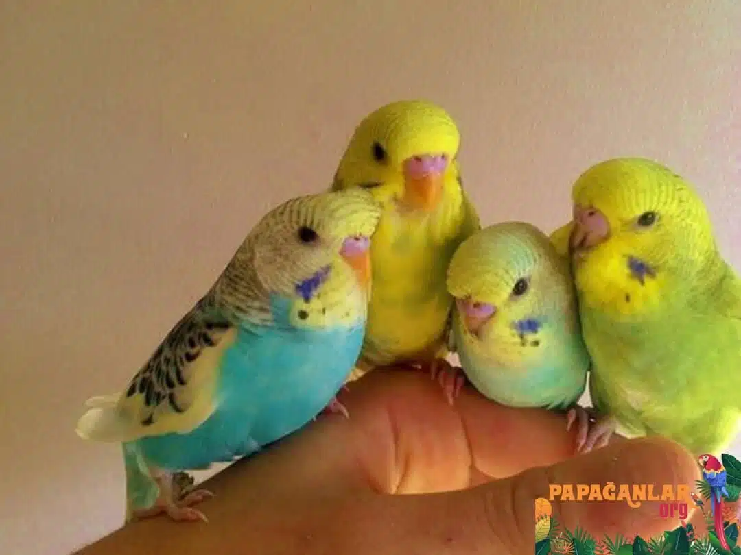 Budgie Puppies Prices