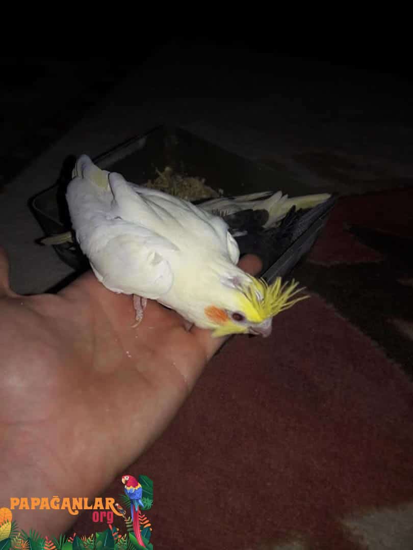 Sultan Parrot For Sale From The Breeder
