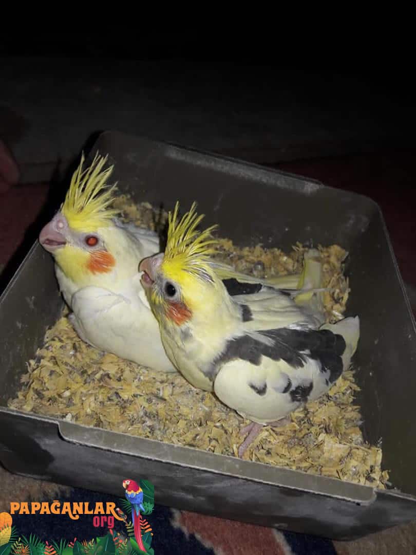 Cockatiel Parrot For Sale From The Breeder