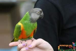 senegal parrot price