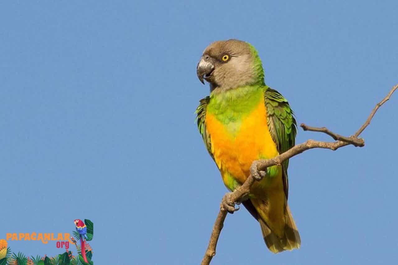 Senegal Parrot Price