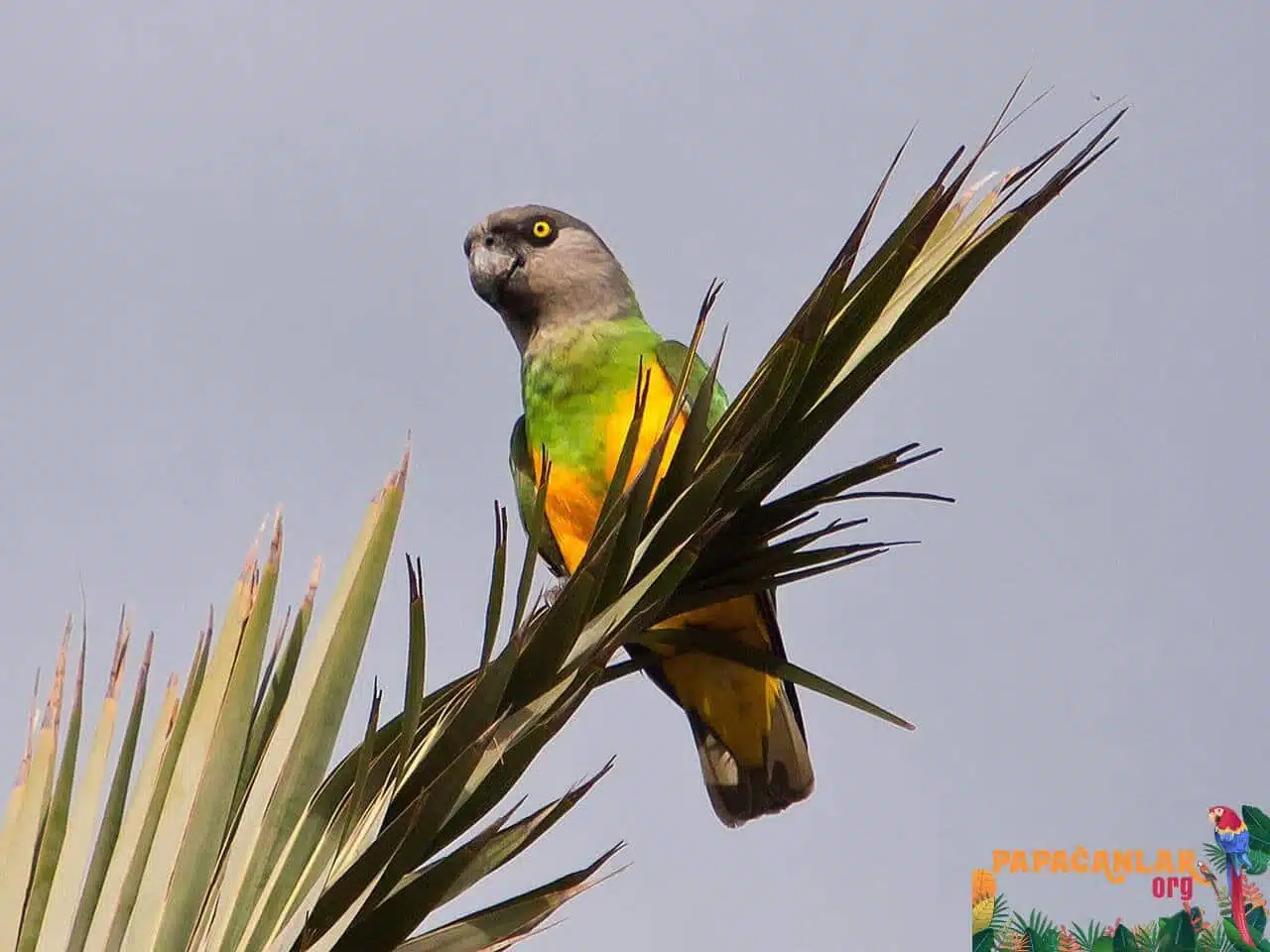 How much does a Senegalese parrot cost?