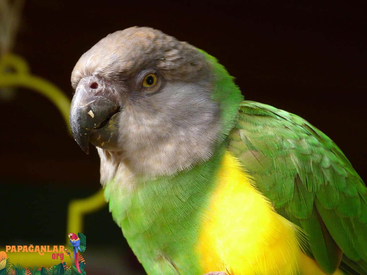 Senegal Parrot voice