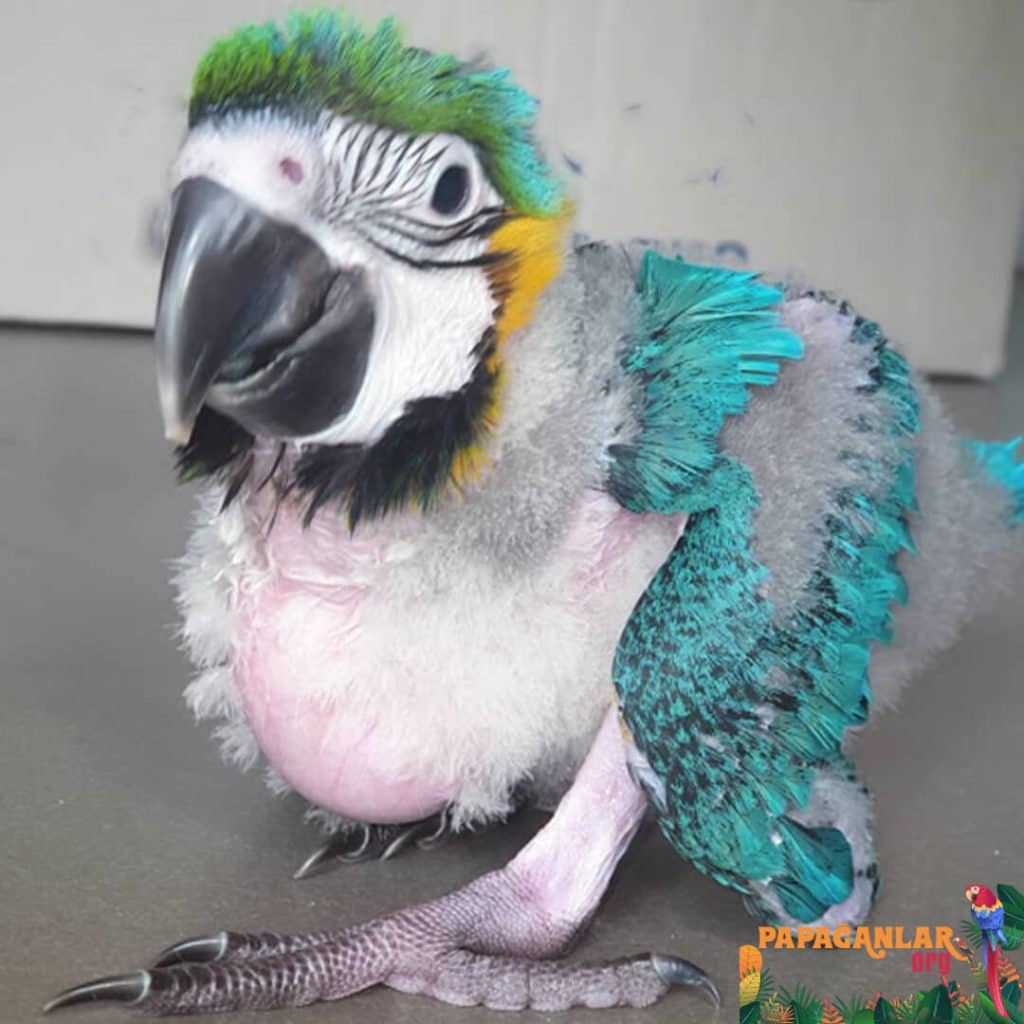 Yavru Macaw Papağanı Sahiplendirme