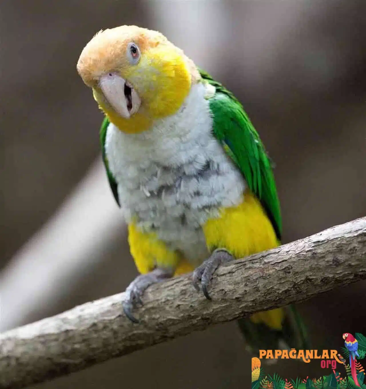 caique parrot prices 