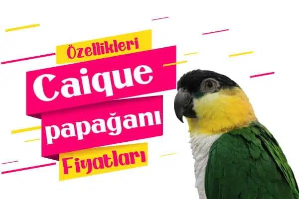 Caique Papağanı Fiyatları