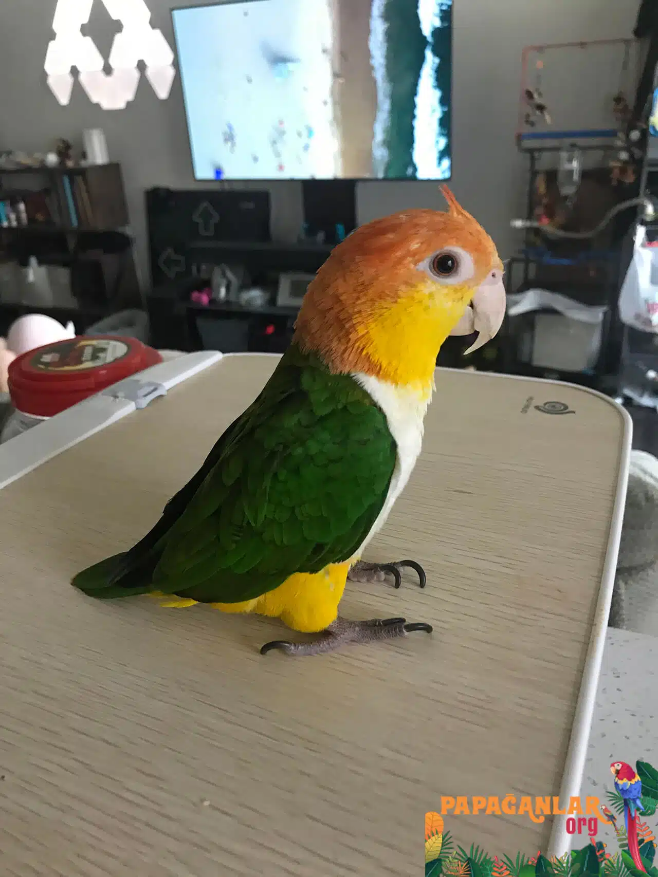 where can i find caique parrot