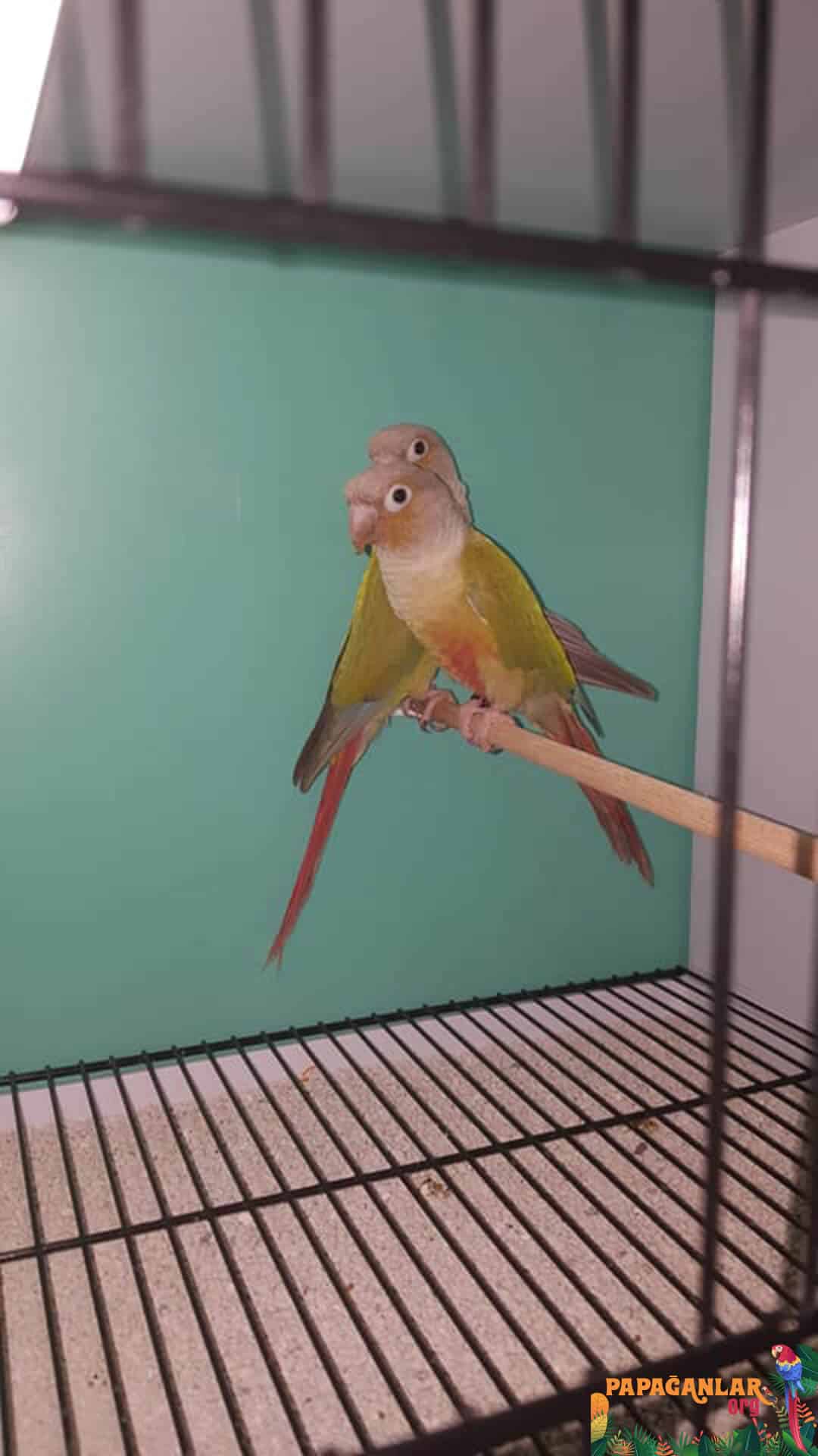sun Conure parrot for sale