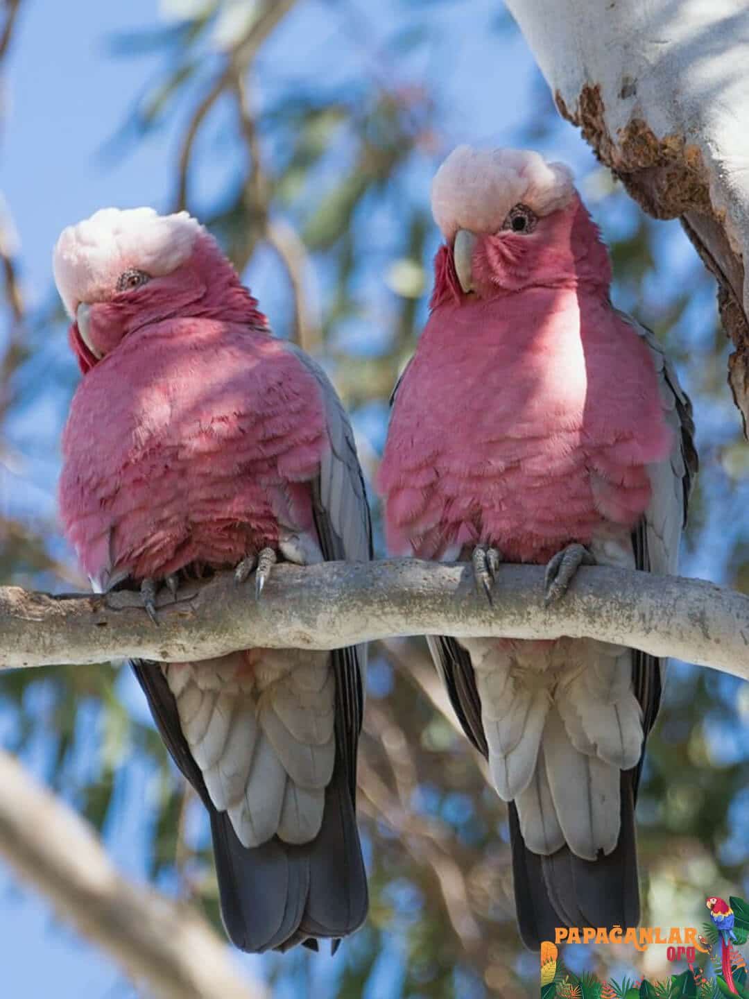 Cockatoo Parrot Prices Puppies