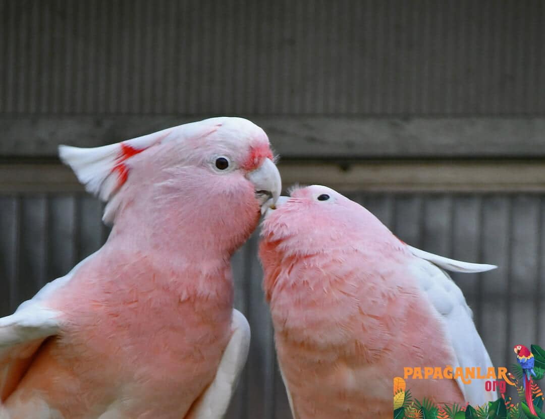 How Much Is a Cockatoo Parrot?