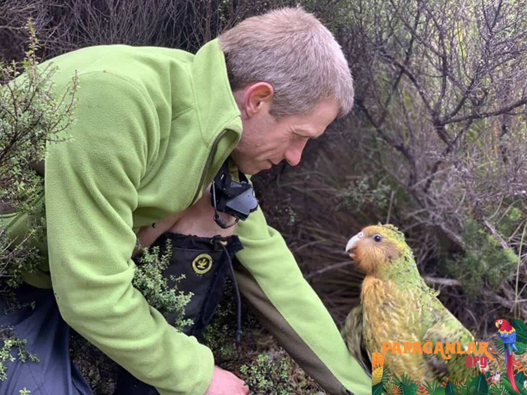 how long does a kakapo live