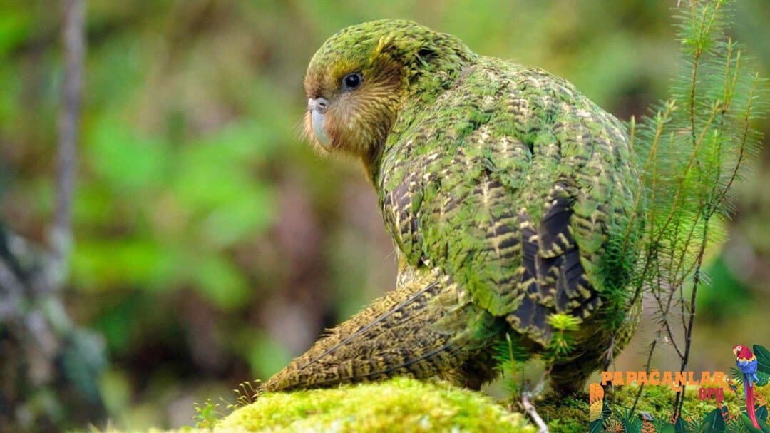kakapo papağan