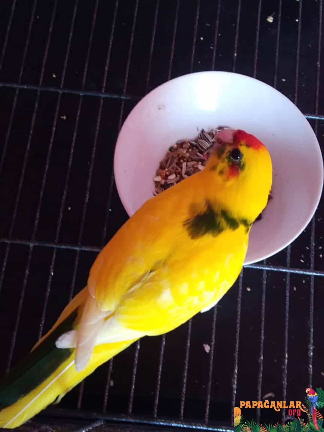 kakariki parrot features