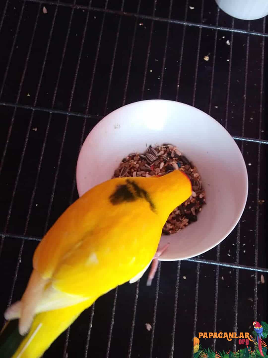 Kakariki-Papagei legt Eier