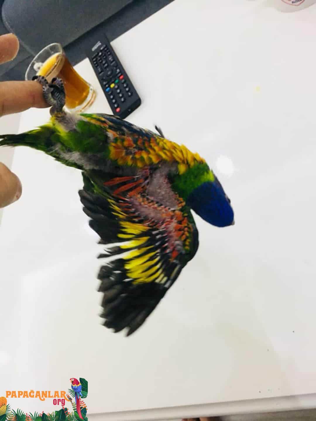 lory parrot prices
