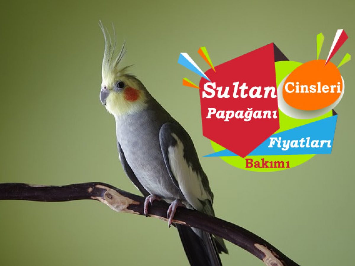 papagan fiyatlari sultan sultan papagan fiyatlari sahibinden