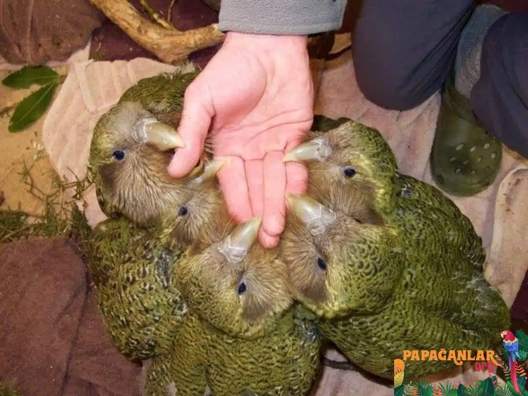 uçamayan papağan kakapo