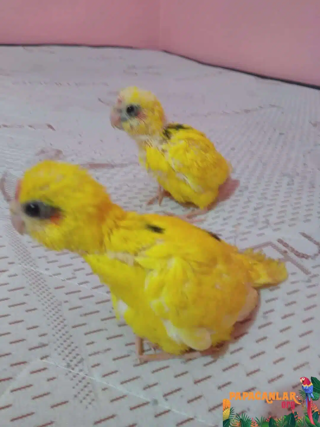 Preise für Kakariki-Baby-Papageien